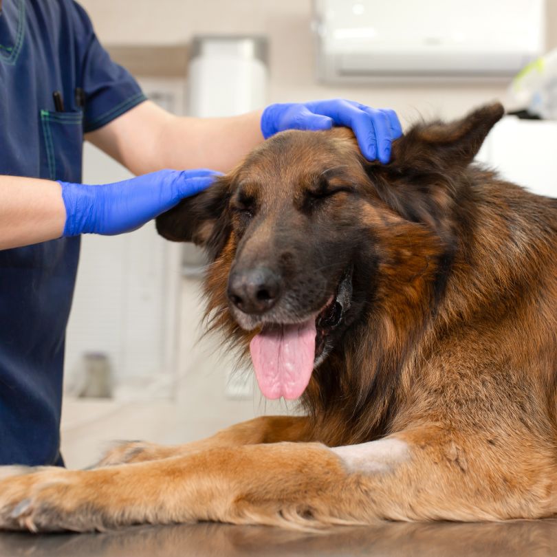 When to Consider Pet Diagnostics