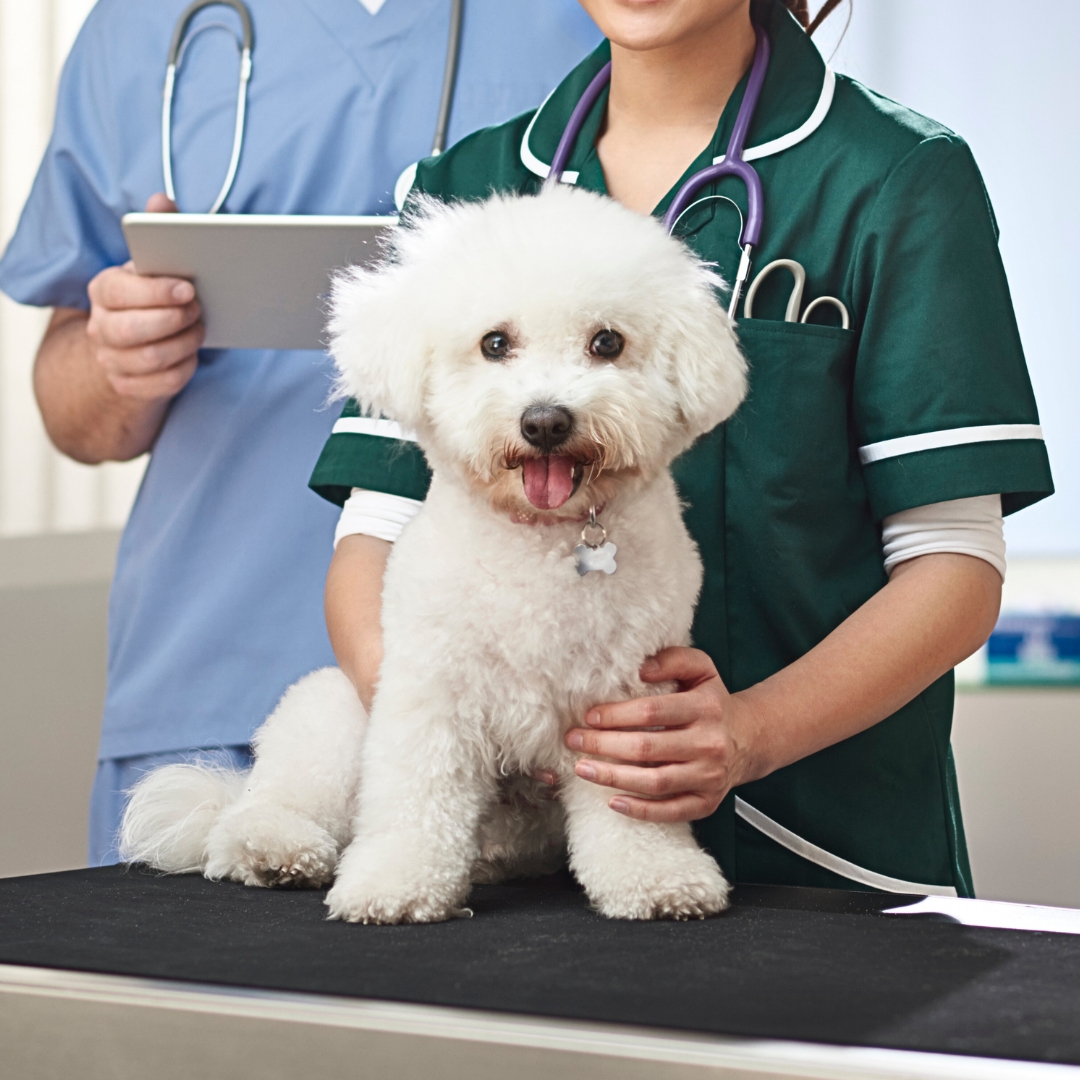 Young girl and vet with bichon frise dog