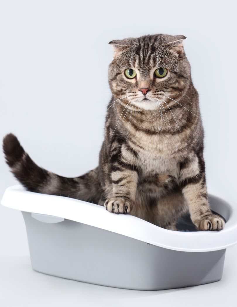 cat sitting at tub cat sitting over a litter box