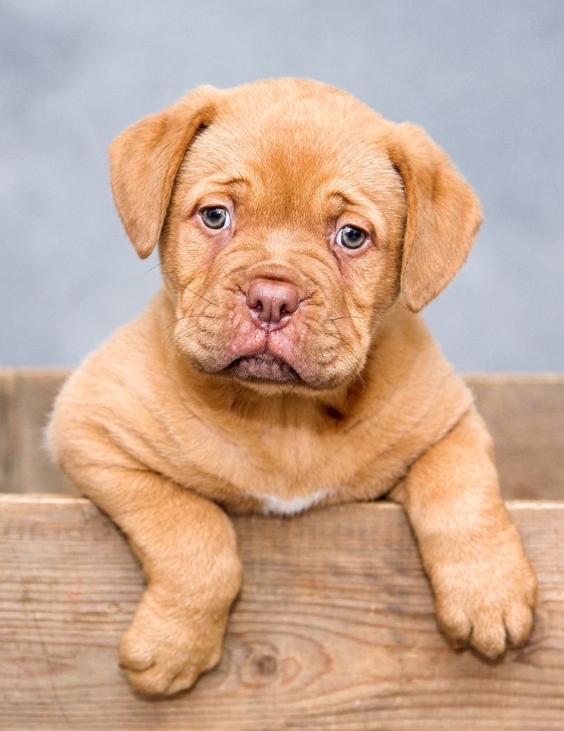 cute brown dog puppy sitting in a wooden crate
