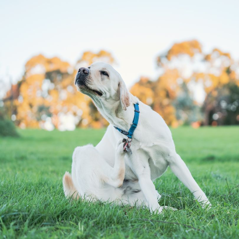Understanding Pet Allergies